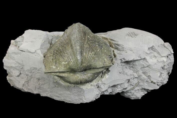 Pyrite Replaced Brachiopod (Paraspirifer) Fossil on Shale - Ohio #136655